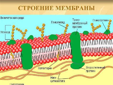 Как описать клетку: основные принципы