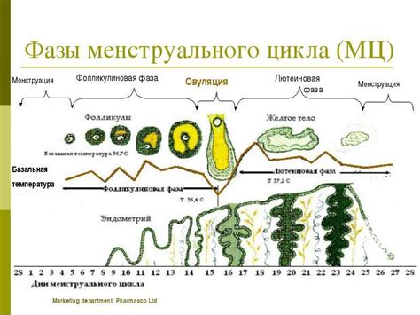 Как определить, когда нужно очистить дневник цикла