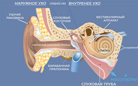 Как определить, что ухо течет?