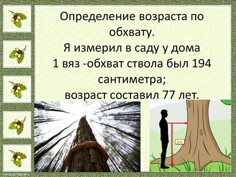 Как определить возраст дерева по годичным кольцам