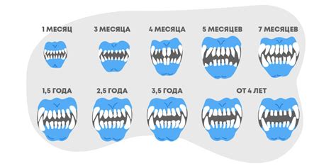 Как определить возраст собаки?