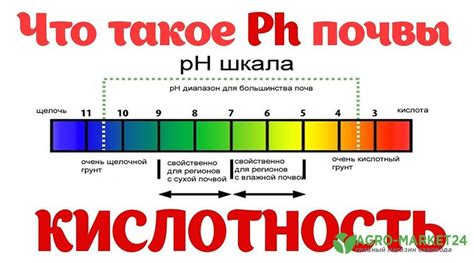 Как определить кислотность почвы