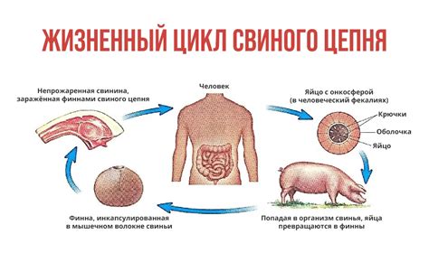 Как определить наличие Дипроспана в организме: диагностические методы