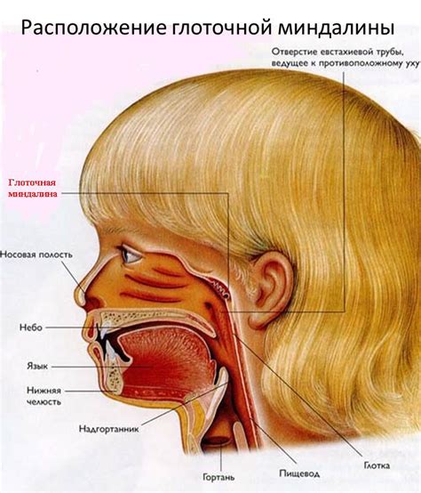 Как определить наличие аденоидов у ребенка: симптомы и диагностика