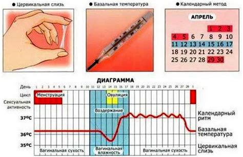 Как определить овуляцию дома: проверенные методы