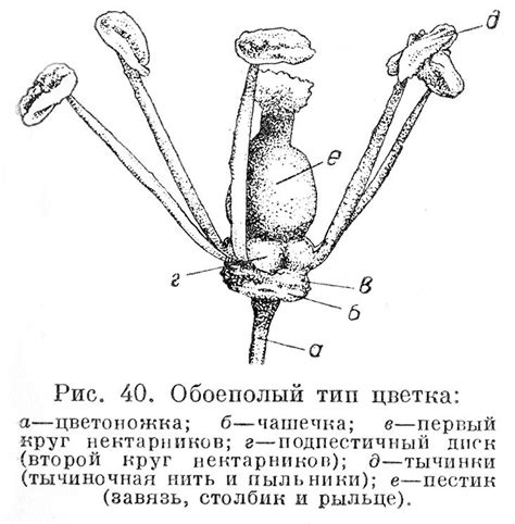 Как определить тип цветка