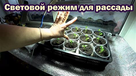 Как организовать световой режим для лука?