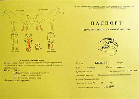 Как оформить паспорт лошади