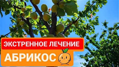 Как повысить вероятность успешного созревания плодов?