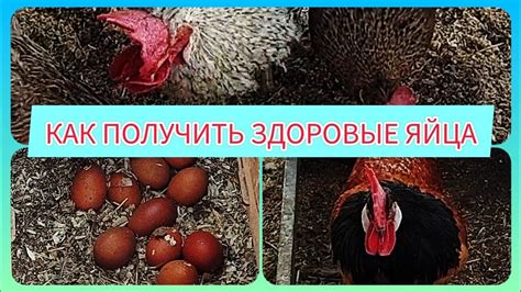 Как повысить оплодотворенность и получить здоровое потомство кур