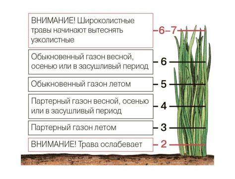 Как подготовить газон к осенней стрижке