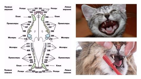 Как поддерживать здоровые зубы у кошки