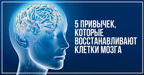 Как поддерживать здоровье мозга без углеводов