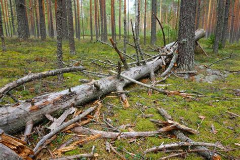 Как получить и применить валежник в лесу: советы и рекомендации