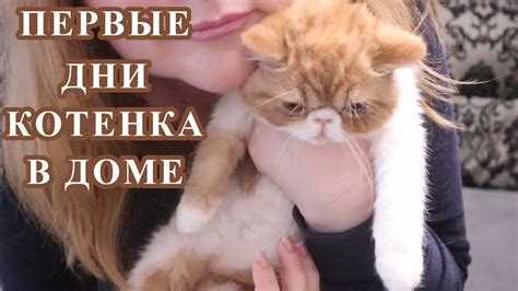 Как помочь котенку пережить разлуку: 5 эффективных методов