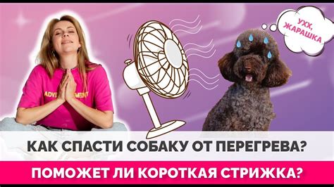 Как помочь собаке, которая стесняется