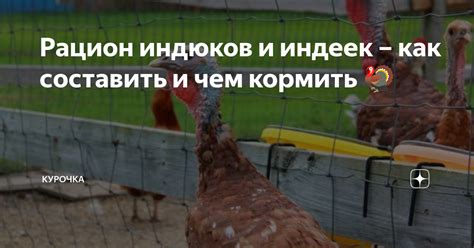 Как правильно вводить картошку в рацион индюков