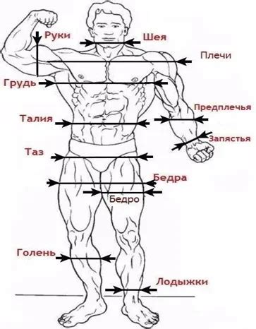 Как правильно измерить пропорции шеи