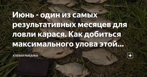 Как правильно использовать кормушку для максимального улова рыбы