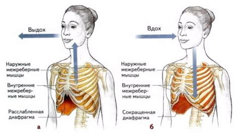 Как правильно контролировать дыхание во время упражнения