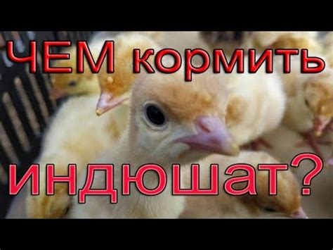 Как правильно кормить индюшат