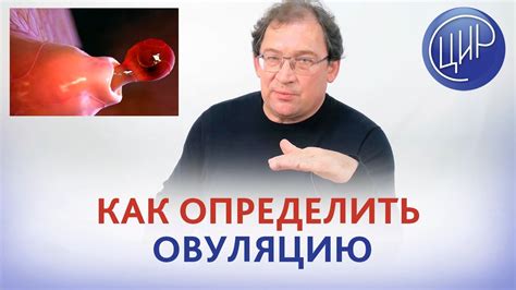 Как правильно определить день овуляции в домашних условиях