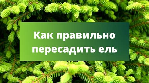 Как правильно пересадить золотой усик