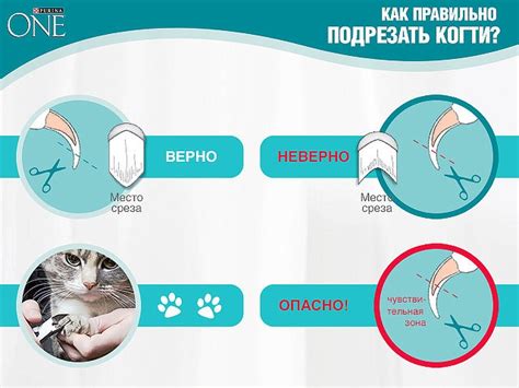 Как правильно подавать горячую пищу кошке