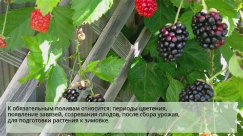 Как правильно поливать ежевику в этот период