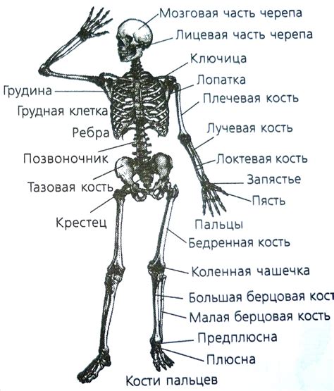 Как правильно расположить части скелета