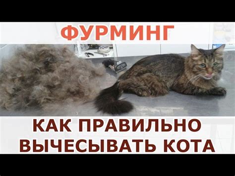 Как правильно расчесывать шерсть котенка 3 месяца