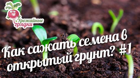 Как правильно сажать семена в грунт