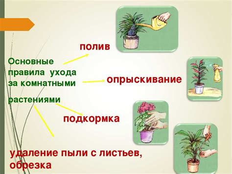 Как правильно ухаживать за комнатными растениями без хозяев