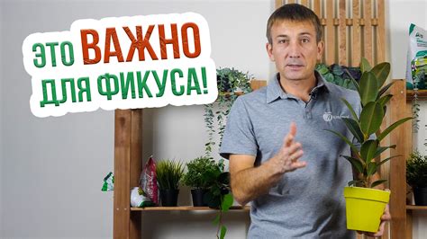 Как правильно ухаживать за фикусом каучуконосным