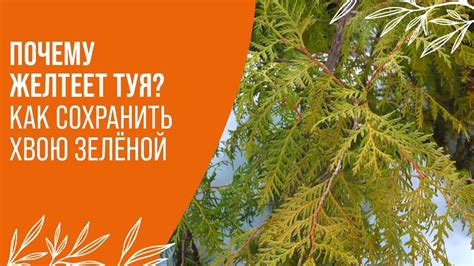 Как предотвратить желтеющую хвою