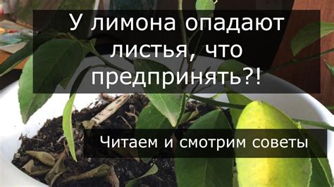 Как предотвратить опадение листьев