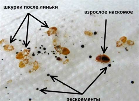 Как предотвратить появление клопов: