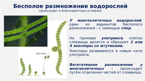 Как предотвратить размножение водорослей