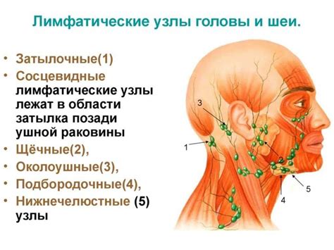 Как проверить лимфоузлы на шее - симптомы, методы, рекомендации