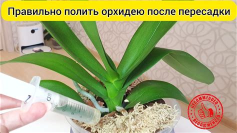 Как продлить цветение после пересадки