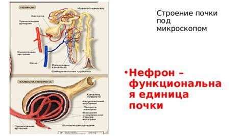 Как происходит выделение мочи