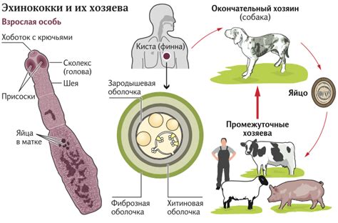 Как происходит заражение грибком