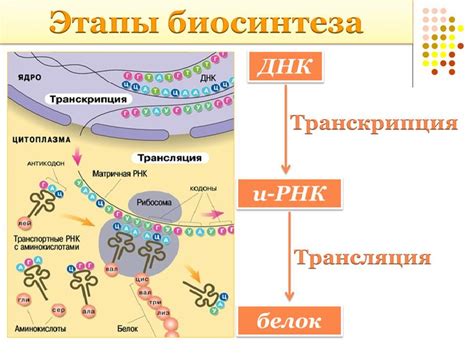 Как происходит нагревание белка?