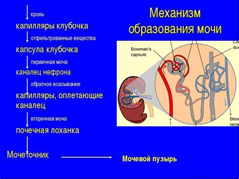 Как происходит образование первичной мочи