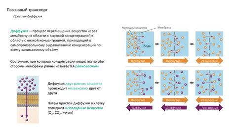 Как происходит осмоз через мембрану?