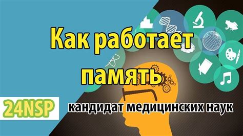 Как работает долгосрочная память