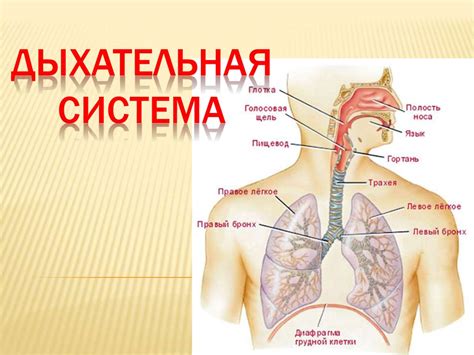 Как работает дыхательная система