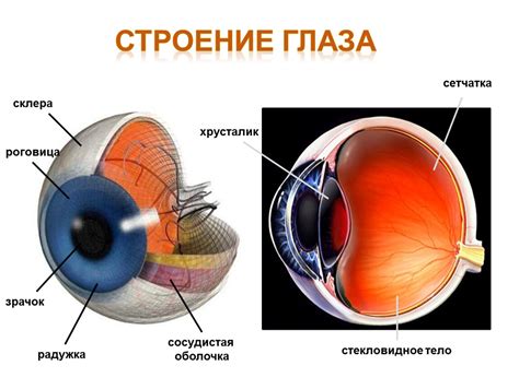 Как работает зрачок и его структура