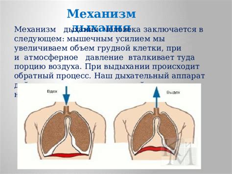 Как работает наш дыхательный аппарат?