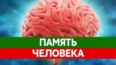 Как работает память человека